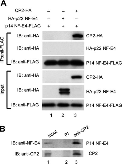 Figure 3. p14 NF-E4 binds CP2 but not p22 NF-E4 in vivo. (A) Coimmunoprecipitation studies of CP2 and the NF-E4 isoforms. 293T cells were transduced with the MSCV p14 NF-E4-FLAG retrovirus alone (lane 1) or in combination with a pCAGGS vector containing the p22 NF-E4 cDNA tagged at the 5′ end with an HA epitope (HA-p22 NF-E4) (lane 2) or the CP2 cDNA tagged at the 3′ end with an HA epitope (CP2-HA) (lane 3). Cell extract from the 3 lines was immunoprecipitated with anti-FLAG antisera, and the precipitates were fractionated by SDS-PAGE and blotted with antisera to HA or FLAG as indicated (top panels). The input extracts for these experiments were also immunoblotted with antisera to HA and FLAG as loading controls (bottom panels). The migration of CP2-HA, HA-p22 NF-E4, and p14 NF-E4-FLAG are indicated. (B) Coimmunoprecipitation of endogenous CP2 and p14 NF-E4 from K562 cells. Nuclear extract from K562 cells was immunoprecipitated with polyclonal antiserum to CP2 (lane 3) or preimmune serum (lane 2) and the precipitates fractionated by SDS-PAGE prior to blotting with antiserum to NF-E4 (top panel) or CP2 (bottom panel). The first lane shows the levels of p14 and CP2 in the input extract.