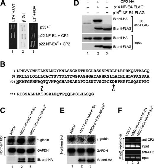 Figure 5. Repression of γ-gene expression by p14 NF-E4 is dependent on the interaction with CP2. (A) Reverse 2-hybrid assay of wild-type and mutant p22 NF-E4. A p22 NF-E4 mutant that fails to interact with CP2 was identified using the reverse 2-hybrid assay (see “Materials and methods”). A GAL4-AD–based yeast expression vector containing this mutant (p22 NF-E4m) or the pACT vector containing the wild-type p22 NF-E4 (p22 NF-E4) was cotransformed into the yeast strain MAV203 with the GAL4-DBD–based plasmid pGBT9-CP2. Cotransformation of pGBp53 and pACT SV40 large T antigen served as the positive control (P53+T). The resultant transformants were initially plated on selective media plates lacking leucine/tryptophan but containing FOA. Colonies were then replica plated on selective media plates lacking leucine/tryptophan/histidine but containing 3AT (LTH-+3AT) or plates lacking leucine/tryptophan but containing FOA (LT-+FOA) or plates lacking leucine/tryptophan for X-gal assays (β-Gal). (B) Amino acid substitutions in p22 NF-E4m The predicted amino acid sequence of p22 NF-E4 is shown with the position and identity of the 2 substitutions in p22 NF-E4m indicated by an arrow. The initiating methionine of p14 NF-E4 is underlined. (C) Enforced expression of p22 NF-E4m in K562 cells fails to induce γ-gene expression. Total RNA from K562 cells transduced with either the MSCV (lane 1), MSCV-HA-p22 NF-E4 (lane 2), or MSCV-HA-p22 NF-E4m (lane 3) was analyzed by Northern blot (top panels) using a γ-globin gene probe or a GAPDH control probe as indicated. The expression of the wild-type and mutant NF-E4 proteins in the respective cell line extracts is demonstrated by Western analysis using anti-HA antisera (bottom panel). (D) Coimmunoprecipitation of p14 NF-E4 and p14 NF-E4m with CP2. Cell extract from 293T cells transduced with an expression vector containing CP2 tagged at the 3′ end with an HA-epitope alone (lane 1) or in combination with either an MSCV p14 NF-E4-FLAG retrovirus (p14 NF-E4-FLAG) (lane 2) or an MSCV p14 NF-E4 mutant (p14 NF-E4m-FLAG) (lane 3) was immunoprecipitated with antisera to the FLAG epitope. The precipitates were then electrophoresed and transferred to a membrane and blotted with either anti-FLAG antisera to detect wild-type and mutant p14 NF-E4 or anti-HA to detect CP2 (top panels). The input extracts for these experiments were also immunoblotted with antisera to HA and FLAG as loading controls (bottom panels). (E) Enforced expression of p14 NF-E4m in K562 cells fails to repress γ-globin gene expression. Total RNA from K562 cells transduced with either the MSCV (lane 1), MSCV-HA-p14 NF-E4 (lane 2), or MSCV-HA-p14 NF-E4m (lane 3) was analyzed by Northern blot (top panels) using a γ-globin gene probe or a GAPDH control probe as indicated. The expression of the wild-type and mutant NF-E4 proteins in the respective cell line extracts is demonstrated by Western analysis using anti-HA antisera (bottom panel). (F) ChIP analysis of CP2 at the γ-promoter in K562 cell lines. Chromatin from K562 cells transduced with either the MSCV (lane 1), MSCV p14 HA-NF-E4 (lane 2), or MSCV p14 HA-NF-E4m retrovirus was immunoprecipitated using antisera to CP2. Quantitative PCR was performed with primer pairs to amplify the SSE in the γ-promoter (top panels) or the MYOD gene (bottom panels). The PCR of the input for each experiment is shown.