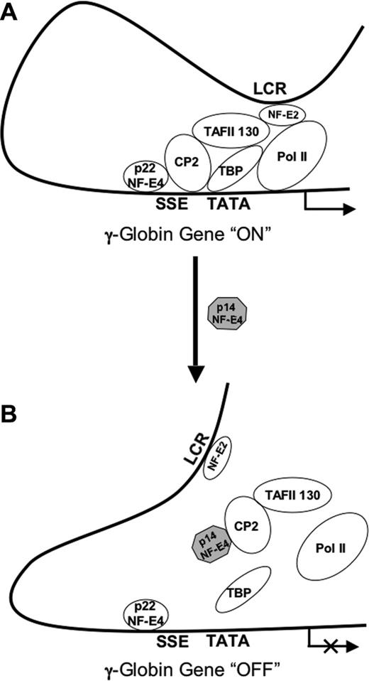 Figure 6. Model of p14 NF-E4 repression of γ-globin gene expression. (A) At the actively transcribing γ-globin gene promoter p45 NF-E2 is recruited through its interaction with TAFII130. This interaction is stabilized by the assembly of the SSP complex on the SSE adjacent to the TATA box and, in particular, the CP2/TAFII130 interaction. Subsequent to this, RNA polII is recruited to the promoter to mediate transcription. (B) In the context of increased levels of p14 NF-E4, CP2 and TAFII130 are sequestered away from the SSE and the recruitment of p45 NF-E2 is lost. As a result, recruitment of RNA polII is also lost and γ-globin gene transcription is repressed.