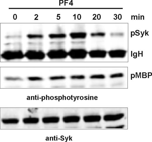 Figure 2. PF4 induced time-dependent activation of Syk. Neutrophils were stimulated for the indicated time periods, and Syk was immunoprecipitated from cell lysates. Precipitates were tested for phosphorylated Syk (pSyk; top panel) and Syk enzyme activity in an in vitro phosphorylation assay using MBP as exogenous substrate (middle panel). Phosphorylation of proteins was detected by Western blot analysis using antibodies directed against phosphotyrosine. IgH indicates immunoglobulin heavy chain. The same lysates were probed with anti-Syk antibody to confirm equal protein loading (bottom panel). Bands were visualized by Odyssey infrared imaging system. Data from 1 of 4 representative experiments are given.