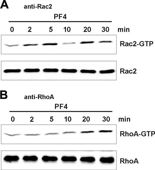 Figure 3. Effect of PF4 on the activation of small GTPases Rac2 and RhoA. Neutrophils were stimulated for the indicated time periods, and activated (GTP-bound) GTPases Rac2 (A) and RhoA (B) were precipitated using PAK-1 binding domain or Rhotekin binding domain, respectively, and were detected by Western blot analysis using anti-Rac2 (A) or anti-RhoA (B) antibodies. Bands were visualized by Odyssey infrared imaging system. An aliquot of the same lysates was tested to confirm equal protein loading (bottom blots of each panel). Data from 1 of 3 representative experiments are given.