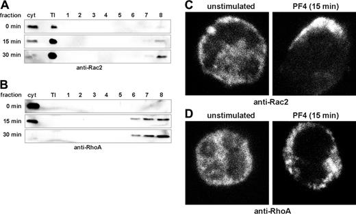 Figure 4. PF4 induces protein translocation of small GTPases to the plasma membrane. (A-B) Neutrophils were stimulated with PF4 (4 μM) for the time periods indicated in the figure. Cells were lysed, and lysates were separated to obtain cytosol (cyt), Triton-insoluble membrane fraction (TI), raft-containing fractions (fractions 2-4), and non-raft membrane fractions (fractions 6-8). Fractions were separated on 10% SDS-PAGE, and Rac2 (A) and RhoA (B) were detected by Western blot analysis using specific antibodies. Bands were visualized by ECL. Data are representative of 3 independent experiments. (C-D) Neutrophils were stimulated with PF4 (4 μM) for 15 minutes or were left untreated, and GTPases were detected by indirect immunofluorescence staining with anti-Rac2 (C) or anti-RhoA (D) antibodies and were analyzed by confocal microscopy. Data from 1 of 3 representative experiments are given.