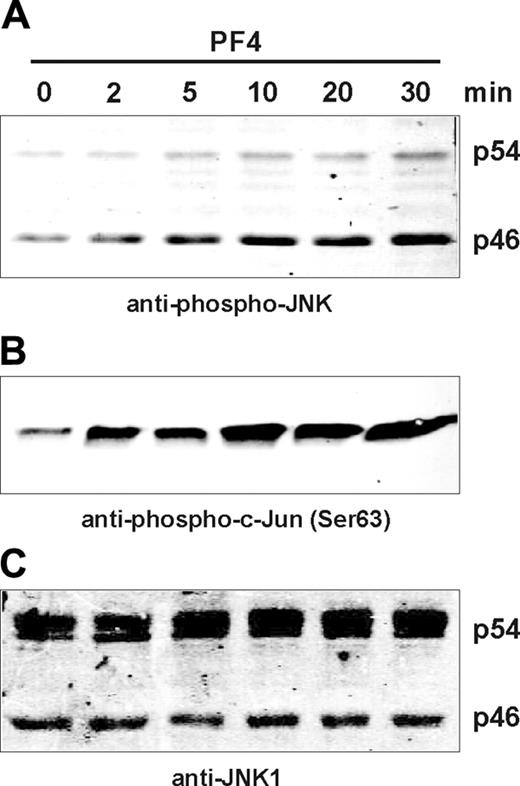 Figure 5. PF4 induces the phosphorylation and activation of JNK. Neutrophils were stimulated with PF4 (4 μM) for the time periods indicated in the figure. Cell lysates were prepared, and proteins were separated by SDS-PAGE. JNK phosphorylation was detected by Western blot analysis using anti-phospho-JNK antibodies (A). Alternatively, cells were lysed, and enzymatically active JNK was pulled down using c-Jun fusion protein beads. Kinase activity was determined by the phosphorylation of c-Jun fusion protein and visualized by Western blot analysis using an antibody directed against Ser63-phosphorylated c-Jun (B). An aliquot of the same lysates was tested with anti-JNK1 antibodies to confirm equal protein loading (C). Bands were visualized by the Odyssey infrared imaging system. Data from 1 of 4 representative experiments are given.