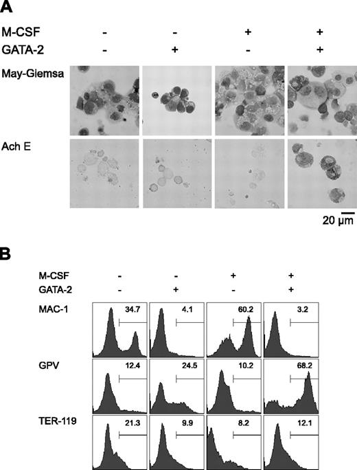Figure 1. Redirection of differentiation from macrophage to megakaryocytic lineages induced by GATA-2. (A) May-Giemsa and AchE staining of cells at day 9. (B) Surface expression patterns of Mac-1, GPV, and TER-119 at day 9. Addition of M-CSF and induction of GATA-2 expression occurred at the times indicated.