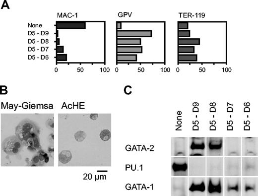 Figure 2. Effects of GATA-2 expression on differentiation of hematopoietic cells and expression of transcription factors. GATA-2 expression commenced on day 5 and continued for the durations shown (A,C). (A) Percentages of Mac-1+, GPV+, and TER-119+ cells at day 9. Three independent experiments were carried out. Similar results were obtained from the experiments and representative data are shown. (B) May-Giemsa and AchE staining of cells at day 9. (C) GATA-2 was expressed from days 5 to 7. Western blotting analyses of GATA-2, PU.1, and GATA-1 proteins at day 9.