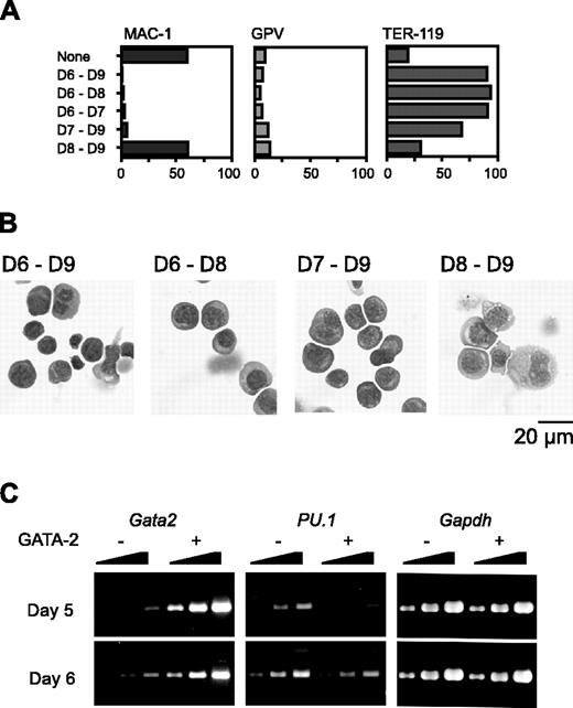 Figure 3. Effects of GATA-2 expression commencing at different stages of differentiation on hematopoietic cells and expression of transcription factors. The duration of GATA-2 expression was as indicated (A-B). (A) Percentages of Mac-1+, GPV+, and TER-119+ cells at day 9. Three independent experiments were performed. Essentially similar results were obtained from the experiments and representative data are shown. (B) May-Giemsa staining of cells at day 9. (C) RT-PCR analyses of Gata2 and PU.1 1 day after induction of GATA-2 expression. Serially diluted cDNAs (1, 1:3, and 1:9) were used for PCR. GATA-2 expression was induced on day 5 or 6 as indicated.