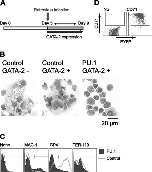 Figure 4. Effects of retroviral expression of PU.1 on megakaryocytic differentiation in the presence of GATA-2. (A) Schematic diagram of the experiment. On day 5, cells were infected with control EYFP or PU.1-IRES-EYFP retrovirus, and expression of GATA-2 was induced. EYFP+ cells were sorted and examined on day 9. (B) May-Giemsa staining of the cells. Infected retroviruses and the expression of GATA-2 are as indicated. (C) Surface expression patterns of Mac-1, GPV, and TER-119. (D) Expression of CD71 in PU.1-IRES-EYFP-infected cells at day 9. Monoclonal antibodies used for staining are indicated (C-D).
