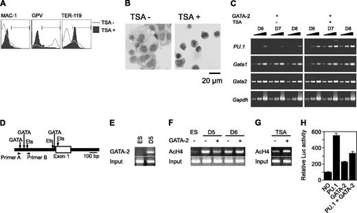 Figure 5. Effects of GATA-2 expression on epigenetic modification and expression of PU.1. (A-C) On day 5, TSA was added and GATA-2 expression was induced. (A) Surface expression patterns of Mac-1, GPV, and TER-119 at day 9. (B) May-Giemsa staining at day 9. (C) RT-PCR analysis of PU.1, Gata1, and Gata2 expression at days 6 to 8. Serially diluted cDNAs (1, 1:3, and 1:9) were used for PCR. (D) Schematic PU.1 genomic locus and the primers used for ChIP analyses. GATA-2 expression was induced at day 5 or 6 as indicated, and ChIP analyses were carried out 8 hours later. (E) ChIP analysis using anti-GATA-2 antibody. (F) ChIP analysis of ES cells and differentiated cells using antiacetylated histone H4 antibody. (G) Effects of TSA on the amount of acetylated histone H4. GATA-2 expression commenced on day 5 and ChIP analyses were carried out 8 hours later. (H) Suppression of PU.1 promoter activity by GATA-2. The data are shown as the mean ± SD of 6 samples.