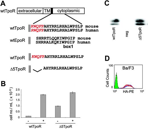 Figure 1. TpoR contains a cytoplasmic KWQFP motif that maintains the unliganded receptor inactive. (A) The TpoR JM domain contains 5 additional residues that show no homology to the EpoR (shown in red italics). To construct theΔ5TpoR, the KWQFP motif in the TpoR cytosolic JM domain was deleted by PCR mutagenesis. (B) Proliferation assays performed in Ba/F3 cells expressing the wtTpoR or Δ5TpoR at equal GFP levels in the absence of any cytokines or stimulated with 5 ng/mL Tpo as indicated. Cell numbers (averages of triplicates ± SD) were counted at day 12. (C) Total protein levels of the wtTpoR or Δ5TpoR in Ba/F3 cells infected to GFP levels at 40% to 50%, as revealed by Western blotting using anti-HA antibodies. (D) HA staining for cell-surface levels of the wtTpoR (red) or Δ5TpoR (blue) in Ba/F3 or hematopoietic progenitor cells infected to GFP levels at 40%. Green indicates Ba/F3 cells (negative control).