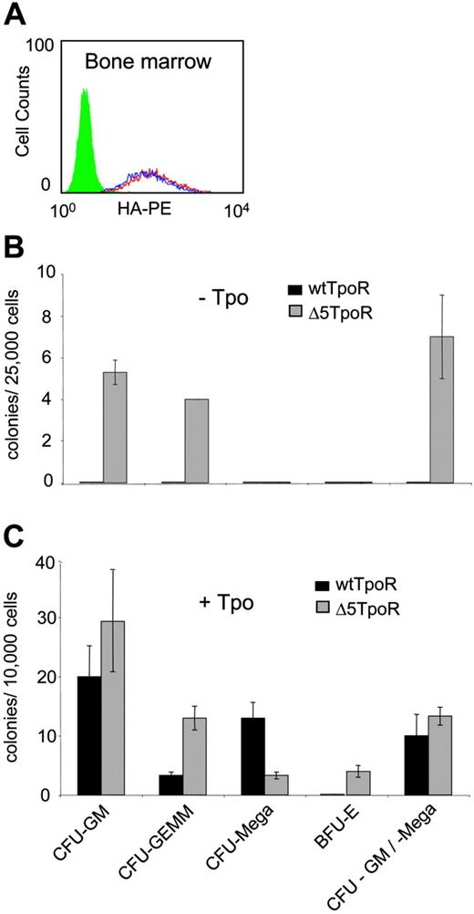 Figure 2. Constitutive and ligand-induced activation of Δ5TpoR in primary myeloid progenitors. (A) Bone marrow cells were infected with retroviruses coding for wtTpoR or Δ5TpoR and sorted for equivalent GFP before plating. Cell-surface levels of wtTpoR (red) or Δ5TpoR (blue) were determined by FACS with anti-HA antibodies. Green indicates Ba/F3 cells (negative control). (B) Colony formation of hematopoietic progenitor cells expressing the wtTpoR or Δ5TpoR in the absence of Tpo (- Tpo). (C) Colony formation of hematopoietic progenitor cells expressing the wtTpoR or Δ5TpoR in the presence of 10 ng/mL Tpo (+ Tpo). Shown in panels B and C are averages of colony numbers (averages of triplicates ± SD) from 1 representative experiment. Data were similar among 3 independent experiments.