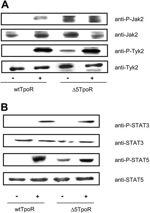 Figure 3. Constitutive and ligand-activated signaling by Δ5TpoR. Tyrosine phosphorylation of Jak2 and Tyk2 (A) and STAT5 and STAT3 (B) in cells expressing the wtTpoR or the Δ5TpoR was determined in Ba/F3 cells expressing the wtTpoR or Δ5TpoR at equal GFP and protein levels, and after selection with Tpo (for wtTpoR cells) or without any cytokines (for Δ5TpoR). Cells were stimulated or not with 50 ng/mL Tpo for 7 minutes. (A) Cells were lysed and immunoprecipitated with antiphosphotyrosine (P-Y 4G10) antibodies and analyzed by Western blotting with anti-P-Jak2 or anti-P-Tyk2 antibodies. Western blotting using anti-Jak2 or anti-Tyk2 antibodies, respectively, revealed total protein levels of cell lysates used for immunoprecipitations. (B) Western blotting using anti-P-STAT5 or anti-P-STAT3 antibodies revealed levels of STAT5 or STAT3 phosphorylation. Blots were stripped and analyzed for equal protein levels using anti-STAT5 or anti-STAT3 antibodies.