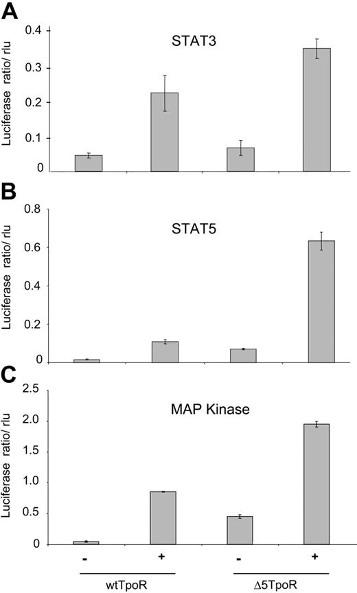 Figure 4. Constitutive and ligand-induced transcriptional activation by Δ5TpoR. Ba/F3 cells selected in Tpo or without cytokines were starved for 3 hours in RPMI/1mg/mL BSA and electroporated with pGL3bPpr2-luc, pLHRE-luc, or pSRE-luc in order to measure transcriptional activity of STAT3 (A), STAT5 (B), or MAP kinase (C), respectively. pRL-TK encoding the renilla luciferase was coelectroporated for normalization of luciferase values. Cells were stimulated with 50 ng/mL Tpo or mock-treated as indicated. Cell lysates were prepared 2 hours after stimulation and analyzed for luciferase activity. Results shown here reflect averages of triplicate values ± SD. Similar results were obtained performing 3 independent experiments.