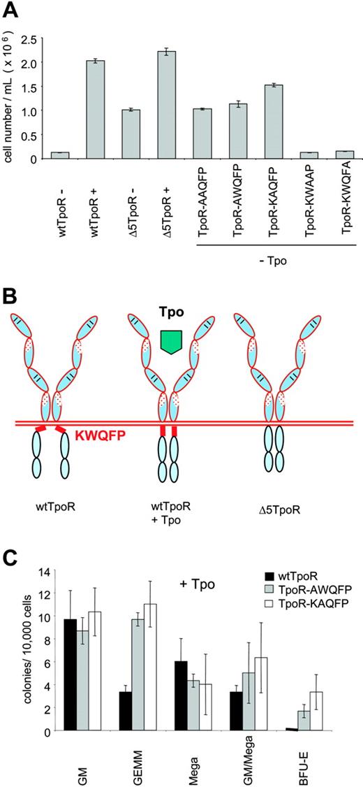 Figure 5. Identification of K507 and W508 as the residues responsible for the inhibitory function of the KWQFP motif on the unliganded TpoR. (A) Proliferation assays of the TpoR mutants containing alanine substitutions were performed with Ba/F3 cells expressing equal GFP levels. Cells were treated with 5 ng/mL Tpo where indicated or grown in the absence of any cytokines. Cell numbers were counted at day 9. Results shown here reflect averages of triplicates ± SD from 1 representative experiment. (B) Model of inhibition by the cytoplasmic KWQFP motif of the activity of TpoR. In the presence of Tpo, the receptor adopts a conformation where the KWQFP motif cannot bind to membranes or membrane proteins and interdict signaling. (C) Colony formation induced by Tpo-activated AWQFP and KAQFP point mutants of the TpoR. Colonies were assayed as in Figure 2C.