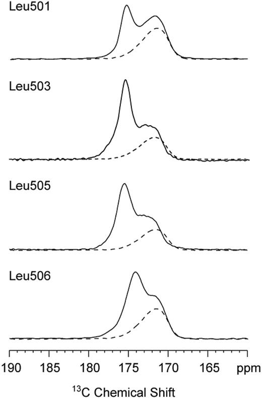 Figure 6. Solid-state NMR spectra of TpoR TM-JM peptides. Only the carbonyl region of the 13C spectrum is shown. The spectra of lipid alone (dashed line) exhibit only the resonance of the lipid acyl chain carbonyl due to the natural abundance of 13C. The specific 13C labels at the backbone carbonyl of L501, L503, L505, and L506 are observed at approximately 175 ppm (solid line), characteristic of helical secondary structure extending from L501 to F510.