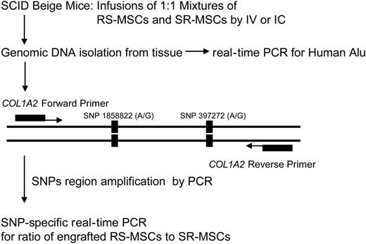 Figure 2. Experimental scheme for detection of human cells with allele-specific SNPs. The levels of engraftment were assayed by real-time PCR of Alu sequences. For the allele-specific SNP assay, a region of the COL1A2 gene containing a common polymorphism was amplified prior to the SNP assay (Figure S1).