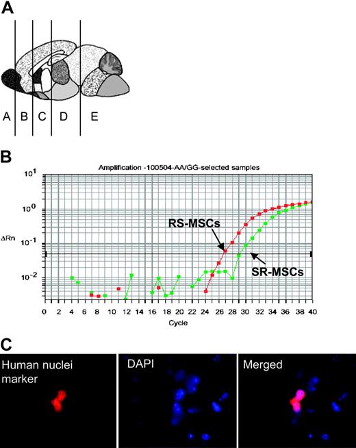 Figure 3. Engraftment assay after intravenous infusion of 1:1 mixtures of 2.5 × 105RS-MSCs and 2.5 × 105SR-MSCs from donors with different A/A and G/G alleles. (A) Schematic of brain regions assayed. (B) Example of competitive SNP assay. Genomic DNA isolated brain section D of mouse no. 3 was assayed. (C) Immunohistochemistry in section D of mouse no. 3 with an antihuman nuclear antigen (magnification, 600 ×).