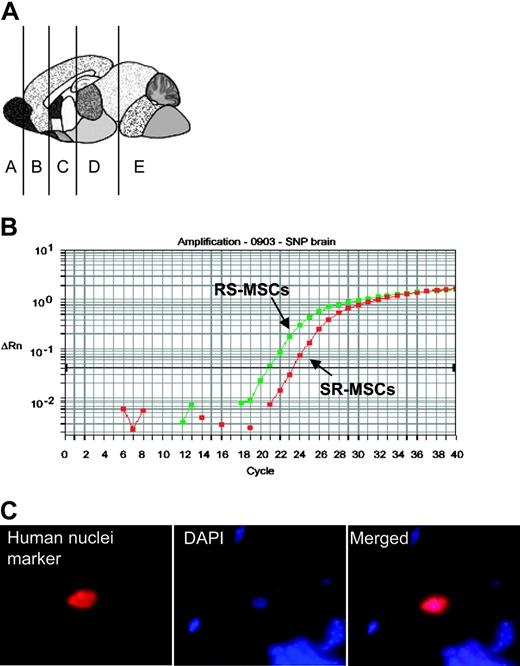 Figure 4. Engraftment after infusion into the hippocampus. Infusion into the hippocampus of 105 RS-MSCs from one donor or a 1:1 mixture of 2.5 × 104 RS-MSCs from one donor and 2.5 × 104 SR-MSCs from a second donor. (A) Schematic of brain regions assayed. Section D from mouse no. 1 was used for panels B and C (magnification, 600 ×).