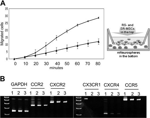 Figure 5. Migration to neurospheres and expression of chemokine receptors of RS-MSCs and SR-MSCs. (A) Migration of RS-MSCs (•) and SR-MSCs (▴) in response to neurospheres. Migration was followed by fluorimetry of underside of opaque inserts in the transwells. Data are expressed as mean and range of 2 values. (B) RT-PCR assays of total RNA for chemokine receptors. Lane 1: RS-MSCs. Lane 2: SR-MSCs. Lane 3: Unsorted MSCs.