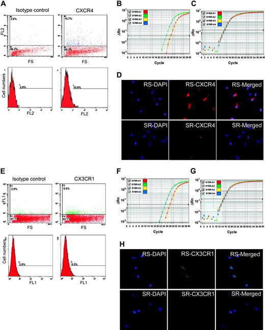Figure 6. CXCR4 and CX3CR1 as epitopes on MSCs. (A) Flow cytometry of unsorted MSCs with anti-CXCR4-PE. The positive cells are primarily low in FS. (B) Real-time RT-PCR assay of CXCR4 in RS-MSCSs (green), SR-MSCs (red), and unsorted MSCs (yellow). (C) Real-time RT-PCR assay of GAPDH as a loading standard. (D) Immunocytochemistry of RS-MSCs and SR-MSCs cultured in chambered slides and stained with antibody to CXCR4 and DAPI (magnification, 400 ×). (E) Flow cytometry of unsorted MSCs with anti-CX3CR1-FITC. The positive cells are primarily low in FS. (F) Real-time RT-PCR assay of CX3CR1 in RS-MSCSs (green), SR-MSCs (red), and unsorted MSCs (yellow). (G) Real-time RT-PCR assay of GAPDH. (H) Immunocytochemistry of RS-MSCs and SR-MSCs cultured in chambered slides and stained with antibody to CX3CR1 and DAPI (magnification, 400 ×).
