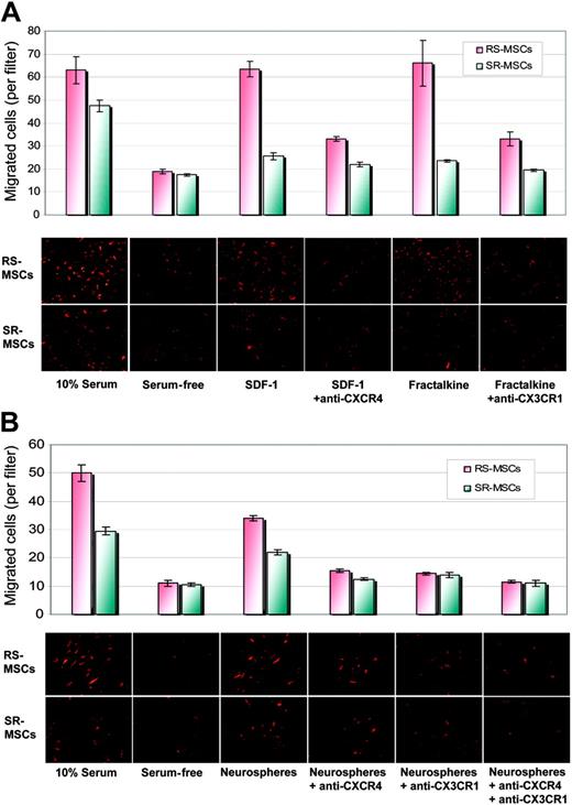 Figure 7. Migration of RS-MSCs and SR-MSCs. (A) Migration of RS-MSCs and SR-MSCs induced by SDF-1 and fractalkine. The bottom wells contained either 20% fetal calf serum, serum-free medium, 50 ng/mL SDF-1, 50 ng/mL SDF-1 plus 10 μg/mL anti-CXCR4, 10 ng/mL fractalkine, or 10 ng/mL fractaline plus 5 μg/mL anti-CX3CR1. Migration was assayed by photomicrograph of the underside of the opaque inserts (magnification, × 200). Data are expressed as mean and range of 2 values. (B) Migration of RS-MSCs and SR-MSCs to neurospheres. Assays and values as in panelA, except SDF-1 and fractalkine were replaced with about 1 × 105 neural stem cells from neurospheres. Data are expressed as mean and range of 2 values.