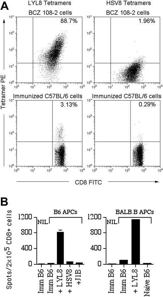 Figure 1. In vivo evidence of a T-cell-mediated B6 anti-LYL8 response. (A) Top panels: 1 × 106 BCZ 108-2 cells (positive control for LYL8 tetramers) were coincubated with fluorescein isothiocyanate (FITC)-anti-CD8α and PE-LYL8 (left panel) or HSV8 (right panel) H2Kb tetramers. Dot plots of the cells are shown as acquired. Bottom panels: Splenocytes from immunized B6 mice were stained in the same fashion as the BCZ 108-2 cells. Prior to acquisition, 7-AAD was added to each sample to allow gating on live cells. Dot plots gated on live CD8+ cells are shown; the percentage of tetramer-positive CD8+ cells is shown in the top right quadrant. (B) IFNγ ELISPOT assay on CD8+ splenocytes from immunized B6 (imm B6) mice or naive mice with APCs from naive B6 mice (left) or BALB.B mice (right). APCs, listed along the x-axis, were pulsed with nothing (“imm B6”), H2Kb peptides LYL8 or HSV8 (nonspecific control), or H2Kd peptide J1B (irrelevant control). NIL indicates negative controls without APCs. Shown are the data from one representative experiment of 2 experiments total. Bars indicate the mean number of spots plus or minus the standard error of the mean (SEM).