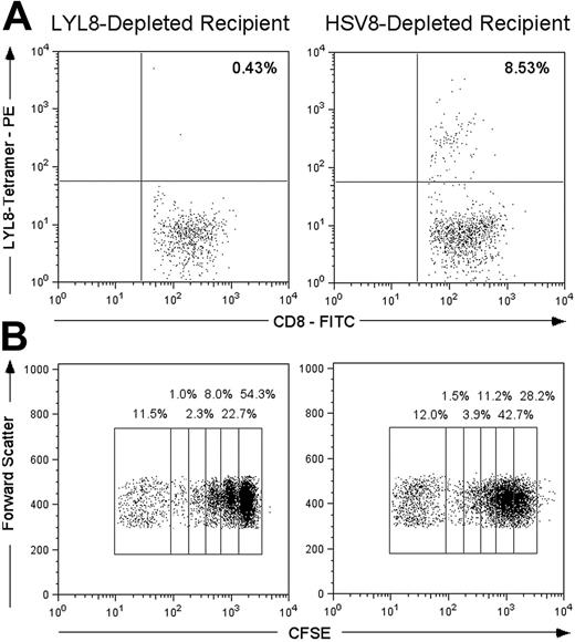 Figure 3. In vivo analysis of donor splenocyte depletion. (A) Lethally irradiated BALB.B mice underwent transplantation on day 0 with B6 TCD-BM cells and 5 × 106 tetramer-depleted (LYL8 or HSV8) CD3+ B6 T cells. On day 6, host mice were killed and their splenocytes were coincubated with FITC-anti-CD8α and PE-LYL8 H2Kb tetramers. Prior to acquisition, 7-AAD was added to each sample to allow gating on live cells. Dot plots gated on live CD8+ lymphocytes are shown; the percentage of LYL8 tetramer-positive CD8+ cells is shown in the top right quadrant and is an average of 3 mice per condition. (B) Lethally irradiated BALB.B mice underwent transplantation on day 0 with B6 TCD-BM cells and 12 × 106 CFSE-labeled, tetramer-depleted (LYL8 or HSV8) CD3+ B6 T cells. On day 3, host mice were killed and their splenocytes were incubated with PECy7-anti-CD8α. Shown are dot plots gated on CD8+ lymphocytes; the percentage of cells within each population is shown above each region and represents an average of 4 samples per condition (2 independent samples from 2 mice per condition).