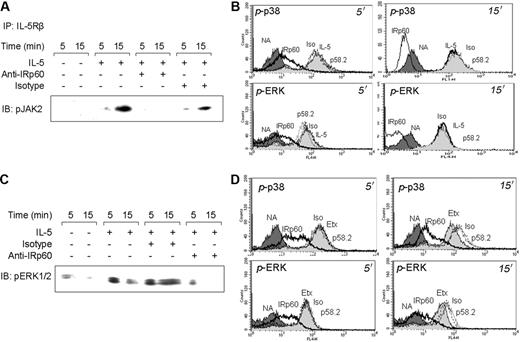 Figure 5. Cross-linking of IRp60 inhibits JAK2 and MAP kinase phosphorylation in response to IL-5 and eotaxin. Eosinophils that were treated with anti-IRp60 or control antibodies (isotype, anti-p58.2) followed by sheep anti-mouse F(ab′)2 were washed and IL-5 (50 ng/mL; A-C) or eotaxin (10-100 ng/mL; D) was added for the indicated time points. In panel A, after the activation step, cells were lysed and precleared. Thereafter, IL-5Rβ chain was immunoprecipitated (IP), analyzed by SDS-PAGE, transferred to a membrane, and blotted with anti-phospho JAK2 (IB). Data shown are representative of 1 of 2 experiments. In panels B and D, after the activation step, the cells were fixed, permeabilized, and stained with mouse anti-phospho p38 (p-p38) or rabbit anti-phospho ERK 1/2 (p-ERK) followed by FITC-labeled goat antimouse and Cy5-labeled goat antirabbit. The intracellular staining was assessed by FACS. Data are representative of 1 of 3 experiments. In panel C, after the activation step, cells were lysed and analyzed by SDS-PAGE, transferred to a membrane, and blotted against phospho ERK 1/2 (IB). NA (dark gray shading) indicates nonactivated; Iso (solid line), isotype-matched control antibody treatment; IRp60 (bold solid line), anti-IRp60 treatment; p58.2 (dashed line), epitope control antibody treatment; IL-5 (light gray shading, B), IL-5 treatment; and Etx (light gray shading, D), eotaxin treatment.