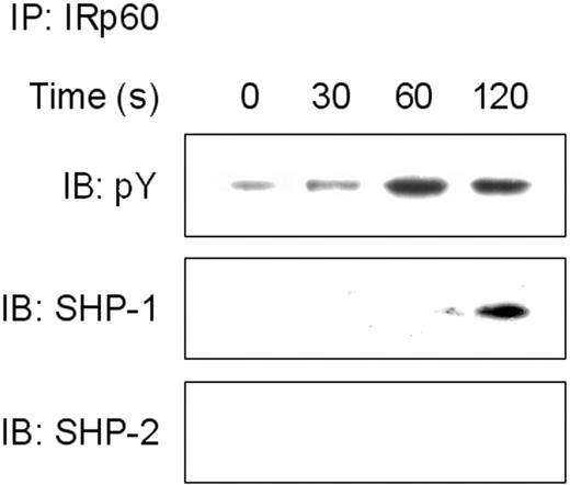 Figure 6. Cross-linking of IRp60 recruits SHP-1 but not SHP-2. Eosinophils that were treated with anti-IRp60 or isotype control antibody followed by sheep anti-mouse F(ab′)2 were washed and IL-5 (50 ng/mL) was added for the indicated time points. In panel A, after the activation step, cells were lysed and precleared. Thereafter, IRp60 was immunoprecipitated (IP), analyzed by SDS-PAGE, transferred to a membrane, and blotted with antibodies to phospho tyrosine (pY), SHP-1, and SHP-2 (IB). Data shown are representative for 1 of 2 experiments.