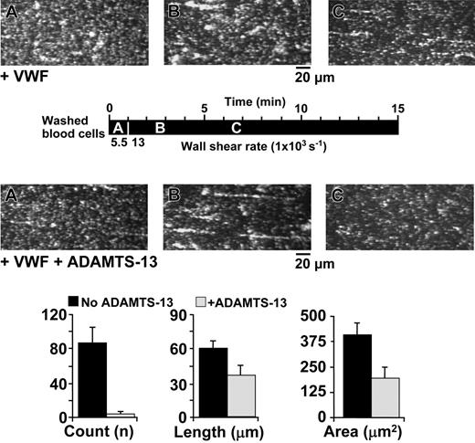 Figure 3. Effect of recombinant ADAMTS13 on VWF-mediated and activation-independent platelet thrombus formation under flow. Plasma-free washed blood cells were suspended in a HEPES/Tyrode buffer (10 mM HEPES, 135 mM NaCl, 2.7 mM KCl, 0.4 mM NaH2PO4, and 2.8 mM dextrose), pH 7.4, containing 10 μM PG E1, 10 μM mepacrine, 20 μg/mL purified human VWF multimers, 2 mM Ca2+, and 0.5 mM Mg2+. The blood cell suspension (platelet count, 180-390 × 109/L; hematocrit, 0.38-0.43) was perfused over a surface coated with immobilized VWF without or with the addition of recombinant ADAMTS13, as indicated. The protease activity added corresponded to 17.5% of that present in normal blood. The images shown are single frames from a real time recording (Video S3). The timeline (black horizontal bar) shows at what moment during the experiment a given image was taken, as well as the wall shear rate during different periods of perfusion, as explained in the Figure 1 legend (A, 30 seconds, 5500 s-1; B, 170 seconds, 13 000 s-1; and C, 370 seconds, 13 000 s-1). The bar graph shows the average count, length, and area (mean ± SEM) of all the platelet aggregates measured in 5 separate fields of view after 10 minutes of perfusion in the absence or presence of recombinant ADAMTS13 during each of 3 experiments performed with blood cells from different donors. Differences are statistically significant for count (P < .009) and area (P < .04), but not for length (P > .05).