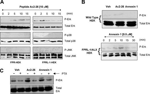 Figure 5. FPR- and FPRL-1/ALX-mediated early activation of ERK. (A) Representative Western blots illustrating the stimulatory effects of 10 μM peptide Ac2-26 on the short-term (2-15 minutes) activation of ERK in FPR- and FPRL-1/ALX-transfected HEK cells. The lack of effect of Ac2-26 on p38 and JNK activation is also shown. (B) As in panel A, but also using 0.5 μM ANXA1, showing 10-minute data with FPRL-1/ALX-HEK- and empty plasmid (mock)-transfected HEK cells. (C) FPRL-1/ALX-HEK cells were incubated with pertussis toxin (1 μg/mL) for 2 hours prior to 10-minute addition of 10 μM peptide Ac2-26 or 0.5 μM ANXA1. Blots are representative of at least 3 separate experiments.