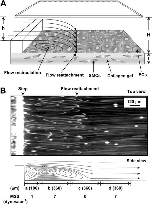 Figure 1. Schematic configuration and flow pattern in VSF channel. (A) Schematic diagram of the flow channel and test section. ECs were seeded on the collagen gel in the presence of SMCs. The dimensions of the test section are described in “Materials and methods.” The thickness (t) of the gel was measured to be approximately 0.03 mm. (B, top) Phase-contrast photomicrograph (top view) of experimental flow patterns in the VSF channel. (B, bottom) Schematic drawing of the side view of the streamlines in the VSF deduced from the top-view photomicrograph. Flow is from left to right and made visible with marker particles, as described in “Materials and methods.” Flow separation occurs in the region distal to the step, forming 4 specific flow areas: (a) the stagnant flow area, (b) the area of the recirculation eddy, (c) the reattachment flow area, and (d) the area where the flow has developed again to laminar flow, as denoted in the bottom part of the figure. The span of the areas (represented as length) and the mean shear stress (MSS) in each of the areas were measured as indicated. The movie for online microscopic observation of the flow patterns is provided in Video S1.