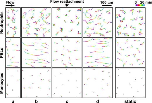 Figure 3. Tracings of the subendothelial migration paths of the transmigrated neutrophils, PBLs, and monocytes in each of the areas under VSF and under static condition. Purified neutrophils, PBLs, and monocytes were perfused over the EC/SMC coculture, and the migration of arrested WBCs was traced for 20 minutes in areas a, b, c, and d under VSF or under static condition after their transmigration across the EC monolayer to the underside. This figure shows the results of a representative experiment containing 8 cells transmigrated in area a and 15 cells transmigrated in areas b, c, and d, as well as under static condition. The positions of the centers of the cells were determined at 20-second intervals from 0 to 20 minutes, and their paths of travel were processed with image analysis software NIH Image 1.60b7. Examples for online microscopic observations of the movements of transmigrated neutrophils, PBLs, and monocytes in areas c and d are provided in Videos S3, S4, and S5, respectively.