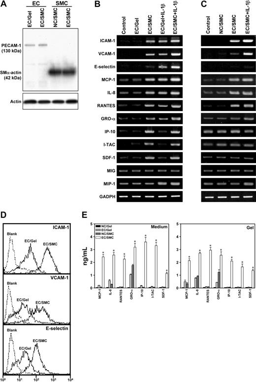 Figure 4. Coculture of ECs and SMCs induced their expressions of adhesion molecules and chemokines relevant to WBC recruitment. ECs were seeded on the collagen gel in the absence (EC/Gel) or presence (EC/SMC) of SMCs. SMCs were also embedded in the collagen gels without coculture of ECs (NC/SMC). The cells cultured on Petri dishes were used as controls (Control). In additional experiments, EC/Gel and EC/SMC were treated with IL-1β for 4 hours. (A) Specificity of ECs and SMCs. ECs and SMCs were purified from their cocultures, and their specificity was examined by Western blot analysis of their lysates using antibodies against PECAM-1 and SMα-actin as markers for ECs and SMCs, respectively. (B-C) Coculture of ECs and SMCs induced their expressions of adhesion molecules and chemokines. The mRNA levels of selected adhesion molecules and chemokines in ECs (B) and SMCs (C) from different experimental conditions were determined by RT-PCR analysis, as described in “Materials and methods.” Amplification of cDNA was performed in parallel samples using human GAPDH primers. Results are representative of triplicate experiments with similar results. (D) Coculture with SMCs increased ICAM-1, VCAM-1, and E-selectin expressions on ECs. ECs isolated from EC/SMC or EC/Gel were analyzed by flow cytometry, as described in “Materials and methods.” The EC/SMC shows a shift of fluorescence intensity profile for ICAM-1, VCAM-1, and E-selectin, as compared with the EC/Gel. ECs incubated with only FITC-conjugated antibody were used as blank controls. Results are representative of duplicate experiments with similar results. (E) Coculture of ECs and SMCs increased the release of chemokines into conditioned media and collagen gels. The soluble forms of the chemokines in both the media and collagen gels of EC/Gel, NC/SMC, and EC/SMC experiments were determined by ELISA assay, as described in “Materials and methods.” The collagen gel incubated with only the media was used as negative controls (NC/Gel). The results shown are mean ± SEM from 3 independent experiments. *P < .05 for EC/SMC versus NC/Gel, EC/Gel, and NC/SMC samples.