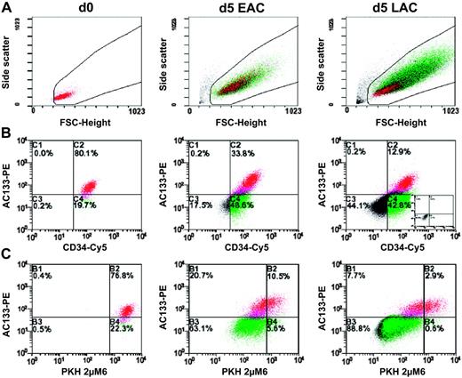 Figure 1. Flow cytometric analysis of bulk experiments. Since the amount of cells depicted in the plots is normalized to the cell number initially used, plots can be compared semiquantitatively. Cells analyzed in panels B and C were gated according to the morphology depicted on the forward scatter/side scatter plots shown in panel A. Plots in panel B represent the distribution of CD34 and CD133 antigens in freshly isolated or in expanded CD34+ cells, respectively. A characteristic isotype control of expanded cells is shown as inlet in the right panels. To identify the individual subpopulations in panels A or C, CD34+CD133+ cells are labeled in red, CD34+CD133- cells in green, and CD34-CD133- cells in black. The PKH2 staining, representing the number of cell divisions single cells have performed, is plotted against the CD133 antigen distribution in panel C. PKH2bright cells are plotted within the right quadrants of the diagrams shown in panel C. See “Results” for more details.