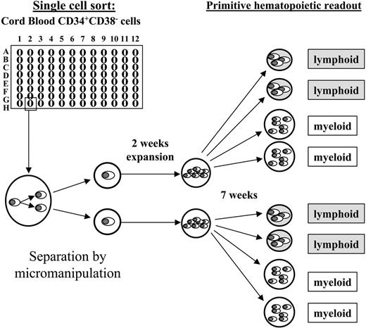 Figure 2. Experimental setup. Individual CD34+CD38- cells were deposited by fluorescent cell sorting into 96-well plates (1 cell/well), and observed at half-daily intervals. Initially deposited cells that performed their initial cell division between culture days 5 and 10 (category II) were considered for further analyses. Shortly after the first cell division, the arising daughter cells were separated by micromanipulation and individually transferred into secondary plates containing irradiated AFT024 cells as a stromal feeder. After 2 weeks of expansion the entire progeny of each individual daughter cell was split into 4 aliquots and transferred in equal amounts (in duplicates) into primitive myeloid (LTC-IC) or primitive lymphoid (NK-IC) readout assays, respectively. After an additional 7 weeks the assays were analyzed as described in “Materials and methods.” Originally deposited cells as well as singularized daughter cells that had both LTC-IC as well as NK-IC capacity were retrospectively considered ML-ICs.21