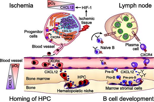 Figure 1. The CXCR4 chemokine receptor in homing of hematopoietic progenitors, B-lymphocyte development, and progenitor recruitment to sites of ischemic tissue damage. Homing and retention of hematopoietic progenitor cells (HPCs) within the marrow microenvironment requires active migration of HPCs to distinct hematopoietic niches. CXCL12 gradients within the marrow induce firm adhesion of circulating HPCs to endothelial cells via CXCR4, followed by transmigration and homing to marrow stromal cells. Regions of hypoxia within the marrow microenvironment display high CXCL12 concentrations that attract HPCs, as indicated by the triangles on the left-hand side. Homing of circulating progenitors, such as cardiac, endothelial, or neural progenitors, to peripheral tissues for repair after ischemic injuries also requires CXCR4. Hypoxia-inducible factor-1 (HIF-1) induces expression of CXCL12 in direct proportion to reduced oxygen tension at sites of injury. As such, CXCL12 recruits CXCR4-expressing circulating progenitors to “conditional” stem cell niches for tissue repair. Early steps of B-lymphocyte development from HPCs are critically regulated by close contact with marrow stromal cells. Both early B-cell precursor (pre-pro-B cells) and end-stage B cells (plasma cells) require CXCR4 for homing to specific niches within the marrow. Other developmental stages of B cells migrate to other niches within the marrow (pro B cells), leave the marrow, and circulate through the secondary lymphatic tissues where B- and T-zone chemokines (CXCL13, CCL19, CCL21) regulate their homing. Plasma cell differentiation is associated with a coordinated switch in chemokine sensitivity with an increased sensitivity to CXCL12, which allows for plasma cell homing to the marrow.