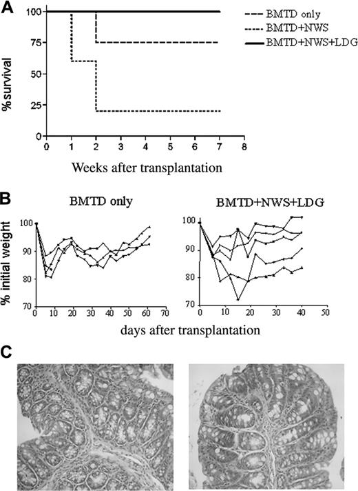 Figure 4. In vitro–generated LDGs completely inhibit acute GVHD. (C57BL/6 × BALB/c) F1 mice were lethally irradiated, reconstituted with BMTD only, BMTD plus NWS, or NWS+LDG. (A) Percentages of surviving animals. Log rank: P = .05 between BMTD and NWS and P = .01 between NWS+LDG and NWS. (B) Weight loss for BMTD and BMTD+NWS+LDG groups. Twice a week, mice were weighed and the results plotted as the percentage of initial weight. (C) Histopathology of the small intestine. Mucosal atrophy with preservation of simple columnar epithelium of the villi are observed without significant inflammatory infiltrates in lamina propria in right and left panels. Crypts exhibit regenerative changes, with typical goblet. Original magnifications, 100 × (left panel), 200 × (right panel). Results are representative of 2 experiments with 4 to 5 mice per group.