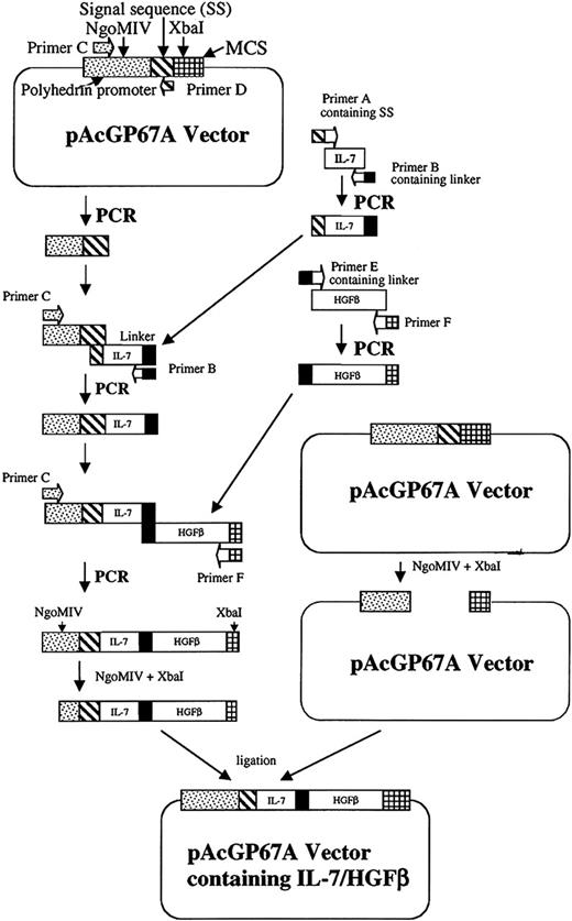 Figure 1. Cloning strategy for ligation of the IL-7/HGFβ coding sequences into baculovirus transfer vector pAcGP67A. The gp67 secretion sequence, IL-7, linker, and HGFβ DNA are constructed by overlapping PCR as described in “Materials and methods.”