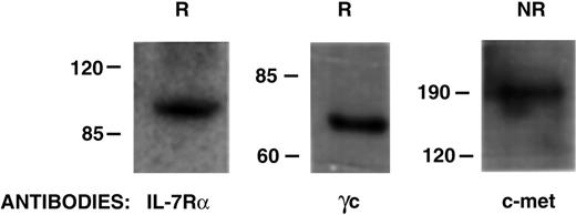 Figure 6. Analysis of the purified IL-7/HGFβ receptor proteins. The IL-7/HGFβ receptor complex was isolated on a scIL-7/HGFβ affinity gel from purified culture-generated CLP/pre-pro-B cells. The eluates were subjected to SDS-PAGE under reducing (R) or nonreducing (NR) conditions, and Western blotting was done with antibodies to IL-7Rα, γc, or c-Met.