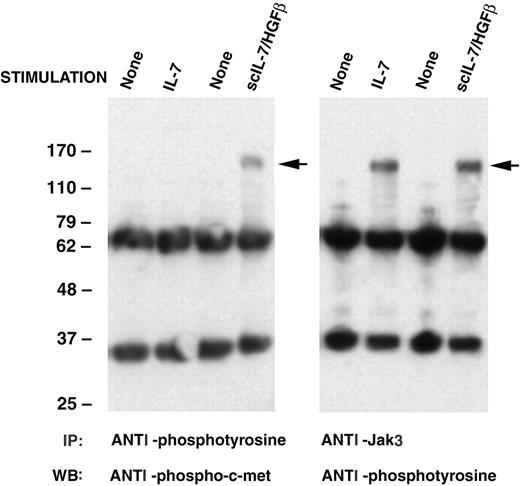 Figure 7. Ability of rIL-7 or scIL-7/HGFβ to activate Jak3 and/or c-Met in mouse B-lineage bone marrow cells. B-lineage cells generated in cultures of IL-7-/- mouse BM cells supplemented with rIL-7 or scIL-7/HGFβ were harvested, placed in cytokine-free medium for 5 hours, and then stimulated with the homologous cytokine for 10 or 30 minutes. The supernatants from lysed cells were immunoprecipitated with anti-Jak3 or antiphosphotyrosine antibody and subjected to SDS-PAGE and Western blotting using the indicated antibodies. Arrows indicate phospho-c-Met or phospho-Jak3.
