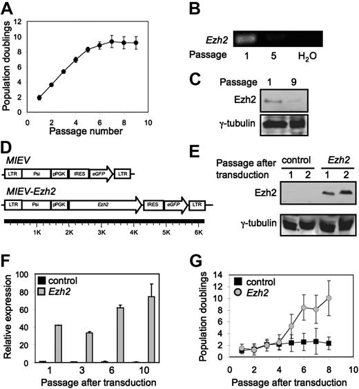 Figure 1. Expression of Ezh2 in MEFs. (A) At first MEFs showed rapid proliferation, but senesced after 8 population doublings. (B) RT-PCR analysis of young (p1) and aged (p5) MEFs. (C) Protein levels of Ezh2 in untreated MEFs at passage 1 and 9. (D) Schematic representation of retroviral vectors used to overexpress Ezh2. (E) Detection of Ezh2 protein in MEFs transduced with control and Ezh2 vector at different passages after transduction. (F) Relative expression of Ezh2 mRNA in MEFs transduced with the control vector (▪) or with the vector containing Ezh2 () at different passages after transduction. Expression levels of Ezh2 were determined by quantitative PCR and calculated relative to MEFs transduced with control at passage 1 after transduction. (G) Growth of MEFs after retroviral transduction (control, ▪; Ezh2, .
