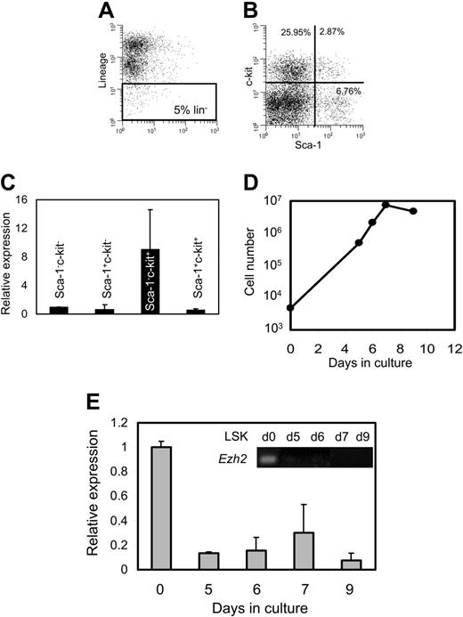 Figure 2. Expression of Ezh2 in hematopoietic cells. (A) To isolate the different lineage-negative (Lin-) populations from BM, the 5% most Lin- cells were selected. (B) Cells in the Lin- population were sorted based on Sca-1 and c-kit surface markers. (C) Expression of Ezh2 as measured by qPCR in the different Sca-1 and c-kit populations relative to Sca-1-c-kit- BM cells. (D) Growth of Lin-Sca-1+c-kit+ cells cultured in the presence of GM-CSF and SCF. (E) Relative expression of Ezh2 was monitored by qPCR at different time points after initiation of differentiation with GM-CSF and SCF. Day 0 was set at 1. Insert shows gel analysis of amplified RT-PCR products.