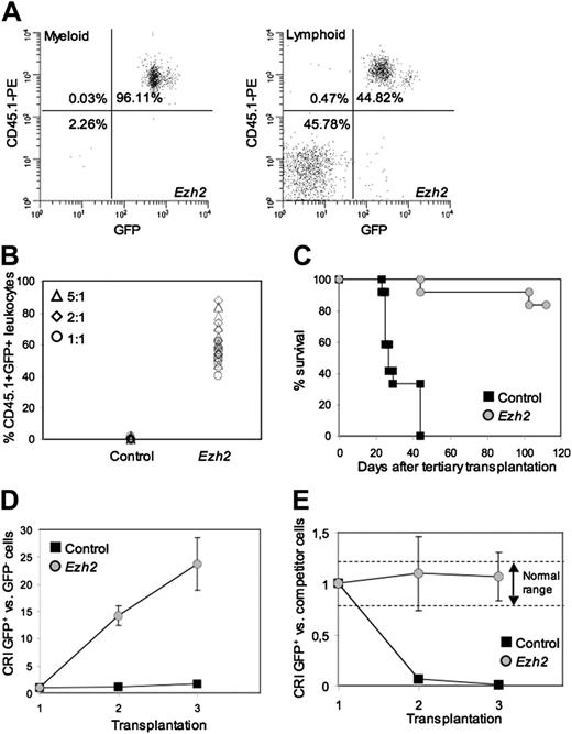 Figure 4. Effects of overexpression of Ezh2 in HSCs in tertiary recipients. (A) Representative fluorescence-activated cell sorting (FACS) plot showing donor contribution in a recipient transplanted with 2.5 × 106 twice serially transplanted Ezh2-overexpressing cells in competition with 5 × 105 freshly isolated CD45.2+ BM cells. Left panel shows contribution when gated on myeloid cells; right panel shows donor contribution for lymphoid cells. (B) The percentage of CD45.1+GFP+ cells in the peripheral blood in all recipients (n = 28) 3 months after tertiary transplantation. Cells were cotransplanted in different ratios (5:1, ▵; 2:1, ⋄; 1:1, ○) with freshly isolated BM cells. (C) Survival curve of tertiary recipients that received transplantations of serially transplanted BM cells without cotransplantation of freshly isolated BM cells (control, ▪; Ezh2, ). (D) CRI comparing transduced CD45.1+GFP+ stem cells versus nontransduced CD45.1+GFP- stem cells in primary, secondary, and tertiary recipients (control, ▪; Ezh2, ). (E) CRI comparing transduced CD45.1+GFP+ stem cells with freshly isolated BM cells after 1, 2, and 3 serial transplantations (control, ▪; Ezh2, ).