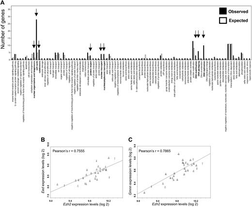 Figure 6. Putative new stem cell targets or partners of Ezh2. (A) The top 100 stem cell genes whose expression correlated with Ezh2 expression in BXD mice were classified according to function by WebGestalt (http://genereg.ornl.gov/webgestalt/). □, the expected number of genes with a certain function to be found if 100 transcripts were randomly selected; ▪, the actually retrieved numbers. Detailed information on genes present in the 3 significantly (P < .01) enriched clusters (arrows) is provided in Table 1. (B) Correlation of relative expression of Ezh2 and Eed in the 30 BXD strains. Each data point in the figure refers to an individual BXD strain. (C) Correlation of relative expression of Ezh2 and Geminin (Gmnn) in the 30 BXD strains. Each data point in the figure refers to an individual BXD strain.