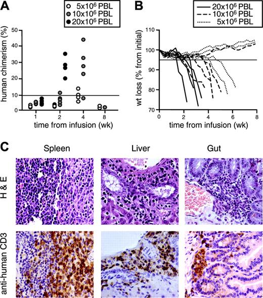 Figure 5. Human purified PBLs cause lethal GvHD in NOD/scid mice in a dose-dependent fashion. NOD/scid mice were conditioned with anti-NK antibodies and sublethally irradiated prior to the intraperitoneal transfer of increasing numbers of human purified PBLs. (A) After infusion, mice were followed for human chimerism in peripheral blood over time. Each symbol represents a single mouse infused with 5 × 106, 10 × 106, or 20 × 106 PBLs. (B) Mice were also followed for weight loss over time. Each line represents a single mouse infused with 5 × 106, 10 × 106, or 20 × 106 PBLs. Results from mice infused with cells from one representative donor of 2 are shown. All mice with severe GvHD, defined weight loss greater than 5% (solid horizontal line in panel B) concomitant with human chimerism greater than 10% (solid horizontal line in panel A) died before week 8. (C) Spleen, liver, and gut were excised from dying animals and analyzed by histopathology after staining with hematoxylin and eosin (top row). Tissue samples were simultaneously analyzed by immunohistochemistry after counterstaining with human monoclonal anti-CD3 antibodies and peroxidase-conjugated second-step reagent (bottom row). Sections from one representative of 18 analyzed animals are shown.