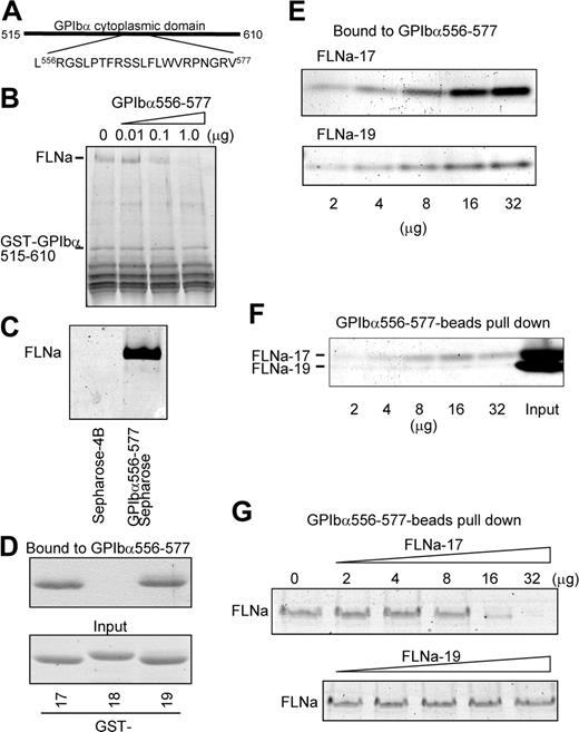 Figure 1. Identification of protein domains responsible for GPIbα/FLNa interactions. (A) Amino acid sequence of the synthetic 22-mer peptide (GPIbα556-577) that binds FLNa and was used for crystallography. (B) Binding of purified recombinant human FLNa (2μg 400μL-1) to GST-GPIbα515-610 (5μg 400μL-1) is inhibited by the 22-mer peptide, GPIbα556-577, in a dose-dependent manner. (C) Full-length FLNa (2μg 400μL-1) binds the GPIbα556-577 peptide immobilized on Sepharose 4B but not Sepharose 4B alone. (D) In vitro binding of GST-IgFLNa17, -18, and -19 (2 μg each) to the GPIbα556-577 peptide beads. Top and bottom rows indicate bound and input proteins to GPIbα556-577, respectively. (E) Tag-free IgFLNa17 binds GPIbα556-577 peptide with higher affinity than IgFLNa19. Increasing amount of purified IgFLNa17 or -19 were incubated with GPIbα556-577 peptide beads. (F) IgFLNa17 is the major binding site for GPIbα556-577 peptide. Various amounts of IgFLNa17 and 19 at 1:1 molar ratio were incubated with GPIbα556-577 peptide beads in the pull-down experiment shown. (G) FLNa17 but not FLNa19 interferes the binding of full-length FLNa to GPIbα peptide beads. Various amounts of FLNa17 or -19 were mixed with 1 μg purified full-length FLNa and then incubated with GPIbα556-577 peptide beads. (B-G) Bound proteins were resolved by SDS-PAGE, and stained with Coomassie blue.