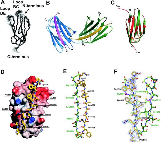 Figure 2. Structure of IgFLNa17 alone and in complex with the GPIbα peptide. (A) A family of 20 NMR structures of the IgFLNa17 in solution. (B) Asymmetric unit of the crystal. Two molecules of IgFLNa17 are colored green and blue (chains A and B, respectively). The GPIbα peptides are magenta (chain S) and gold (chain T). The N and C termini of all chains are shown. Note that the peptide T interacts with both FLN molecules. (C) Superimposition of the crystal structure (green) and the mean NMR structure (red). (D) Surface properties of the FLNa-GPIbα556-577 interaction. The accessible surface of IgFLNa17 has been colored according to surface potential and the peptide is shown on the top (gold and atom color). This representation shows the extended conformation of the peptide in the complex and the hydrophopic character of the interaction. (E) Main chain hydrogen bonding between the peptide (green) and IgFLNa17 strand C. (F) Details of the peptide interaction. An electron density map calculated with the final model without the peptide at the σ level of 1.4 shows that the side chains of the peptide are well defined. The G1897 and C1912 residues of FLNa that were mutated in subsequent studies are shown in magenta. Residue numbers for the peptide are shown in black and for FLNa in green.