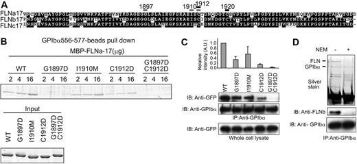 Figure 3. Obliteration of the binding of full-length FLNa to the GPIb complex in CHO cells by the point mutations in IgFLNa17 and by thiol alkylation. (A) ClustalW alignment31 of domain 17 of FLN isoforms. Residues inferred from the atomic structure to be involved in interactions with GPIbα and tested by mutagenesis are indicated by the gray bars. Potential targets of NEM are indicated by the black bars. (B) Double mutations at G1897D and C1912D of IgFLNa17 abolish IgFLNa17/GPIb binding. Increasing amounts of purified MBP-IgFLNa17 (WT, wild type) and its mutants (G1897D, I1910M, C1912D, and G1897D+C1912D) were incubated with GPIbα556-577–peptide beads, and bound proteins were detected by SDS-PAGE followed by Coomassie blue staining. (C) GFP-FLNa and its mutants were expressed in CHO-GPIb/IX cells and coimmunoprecipitated with the GPIb-IX complex. GFP-FLNa is detected by immunoblot with anti-GFP mAb. The intensity of the band was analyzed by densitometry and the relative intensity graphed. Data are presented as mean ± SD of 3 independent experiments. (D) FLN is expressed in CHO-GPIb/IX cells and coimmunoprecipitated with the GPIb-IX complex. The linkage is uncoupled by treating the cell lysate with cystein-blocking reagent, NEM. Since only anti-FLNb, but neither anti-FLNa nor anti-FLNc antibodies available cross-react with hamster FLN, immunoblot was performed with anti-FLNb mAb (1-11c). IP indicates immunoprecipitation; IB, immunoblot.