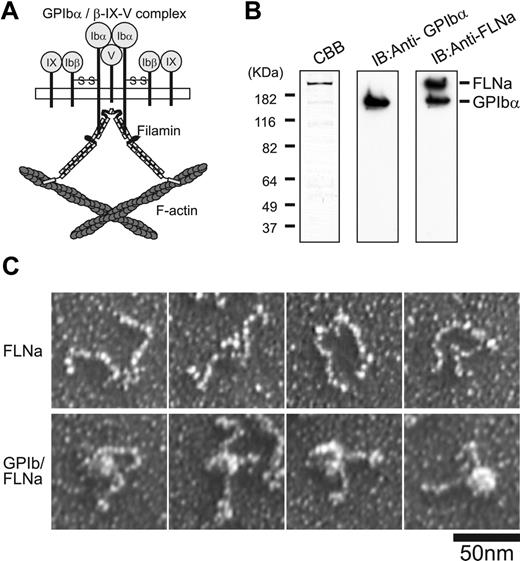 Figure 4. Schematic drawing and electron micrograph of the GPIb-FLNa complex from human platelets. (A) The cytoplasmic domain of GPIbα of the GPIb-IX-V complex binds to actin filaments through FLNa. (B) GPIb-FLNa complex from human platelets. Coomassie-blue-stained SDS-PAGE (10%) of a concentrated GPIb-FLNa complex (left). Immunoblot of the GPIb-FLN complex with anti-GPIbα mAb (WM23) (center). The same blotting membrane was subsequently blotted with an anti-FLNa mAb 3-14 (right). (C) Electron micrographs of rotary-shadowed recombinant FLNa molecules (top) and GPIb-FLNa complexes (bottom).