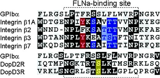 Figure 5. ClustalW alignment of GPIbα, integrin, and dopamine receptor cytoplasmic tail sequences. The FLNa-binding site of GPIbα and integrin β7 from the crystal structures and the corresponding sites of other integrins and dopamine D2 and D3 receptors are boxed. Potential phosphorylation sites (Tyr, red; Thr and Ser, blue) of integrins are indicated. A putative PKC phosphorylation site in D2 and D3 receptors are marked in yellow.